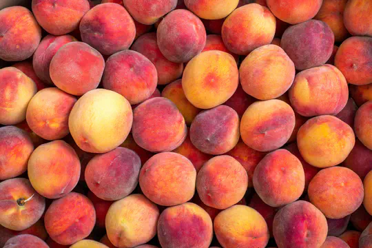 Microbiome-Engineered Protection Against Postharvest Fungal Losses
