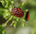 Plant-microbiome-insect interactions