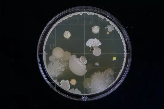 Select and evolve microbiomes to implement novel functional traits